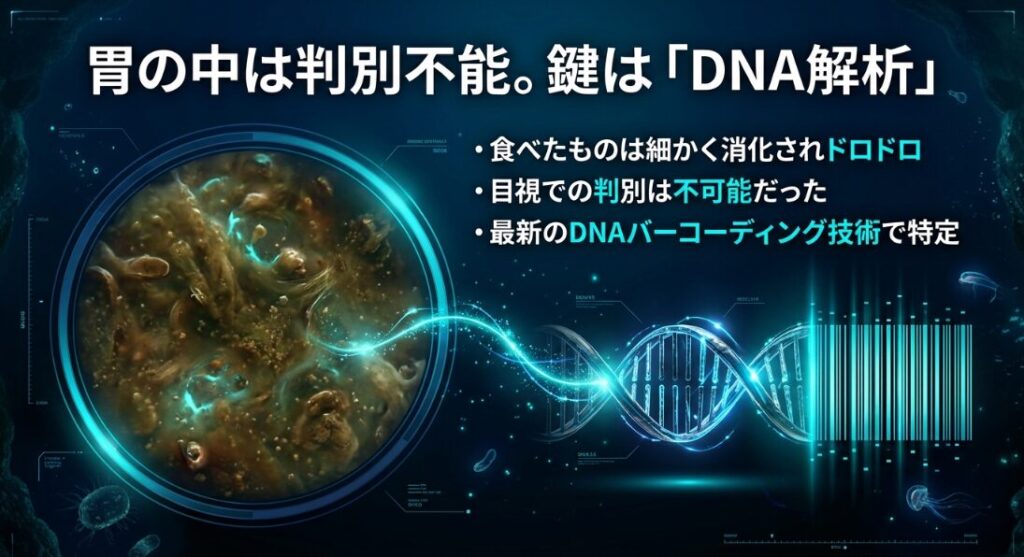 ダイオウイカの食性を研究