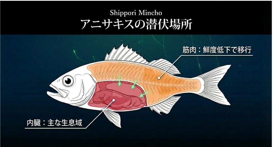 アニサキスが内臓から筋肉へ移動