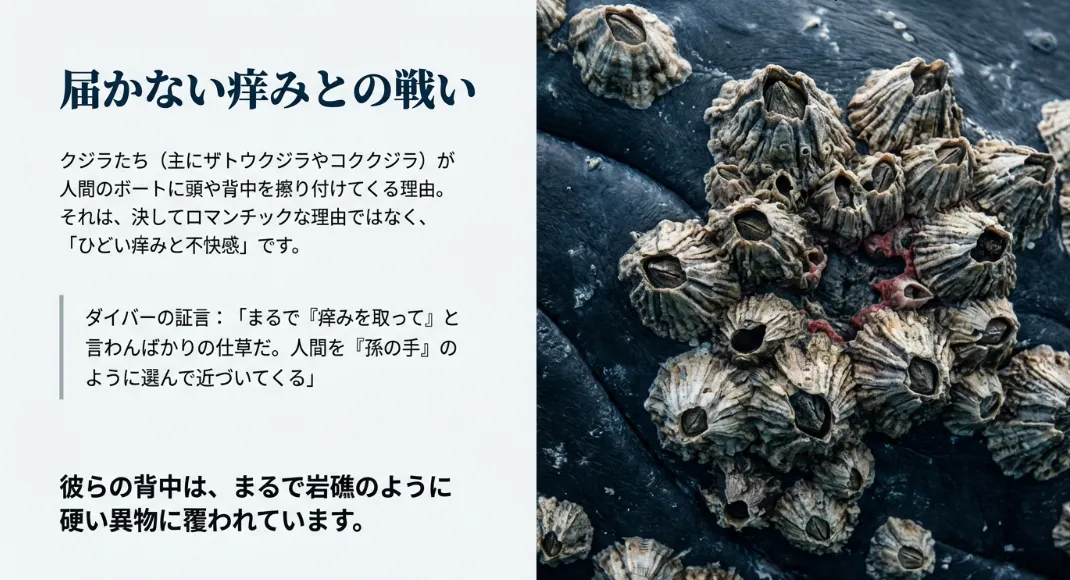 クジラが近寄るのは「痒み」を解消してほしい最高のサイン