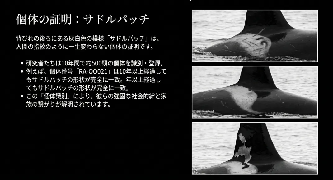 サドルパッチの独特な形状