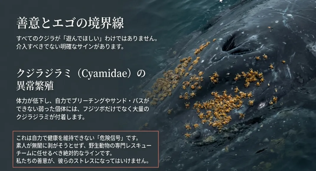 実は武器？フジツボを全部剥がしてはいけない野生の理由