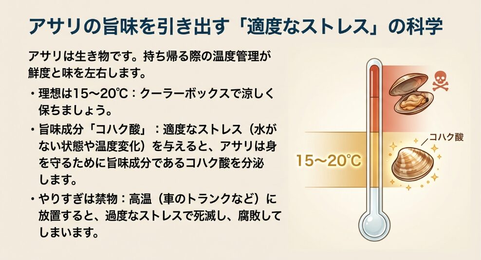環境変化の証拠。貝殻の段差と色あいの違いに注目