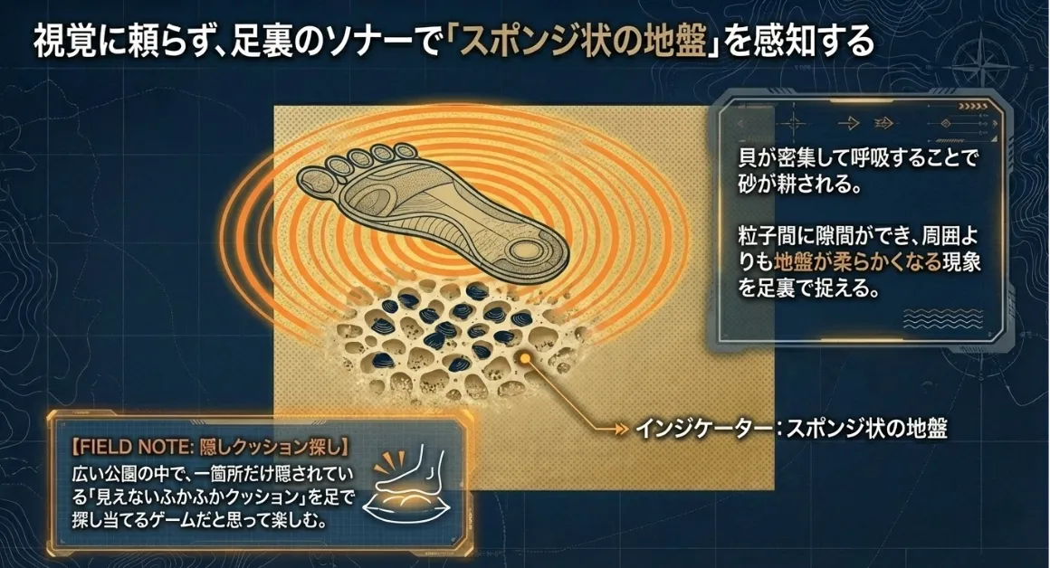 視覚を捨てて「足裏」で探せ！スポンジ状の地盤が群れの合図