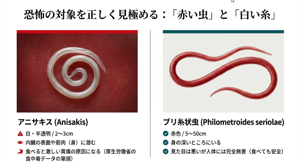 赤い虫は無害！天然ブリ特有の糸状虫とアニサキスの見分け方