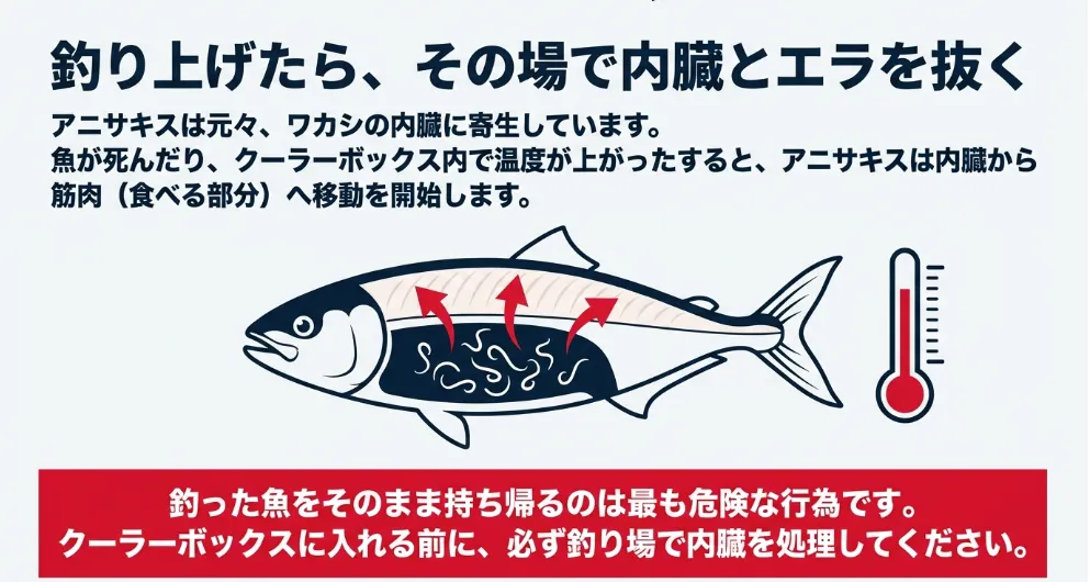 釣りたてのワカシ