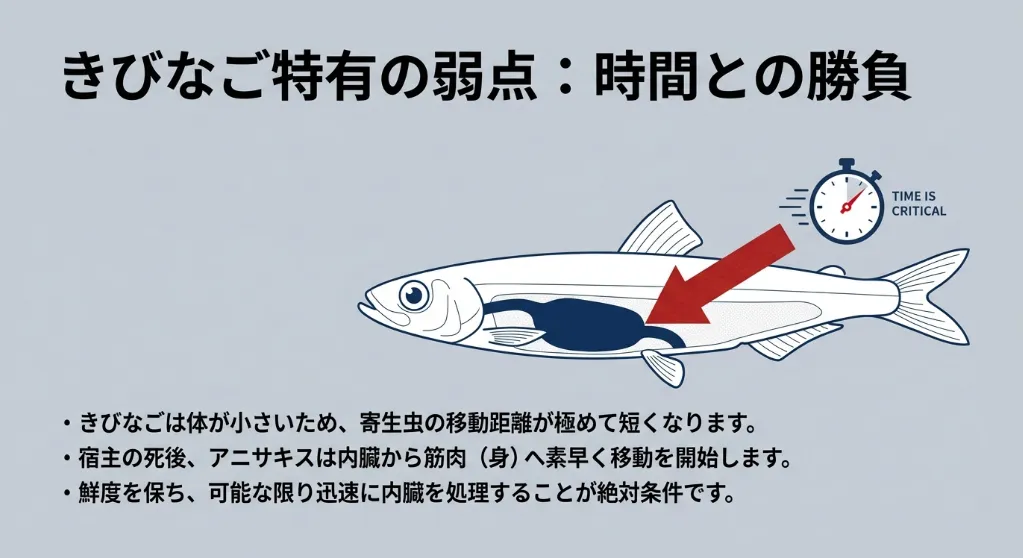 鮮度が良くてもNG！きびなごに潜むアニサキスの正体とリスク